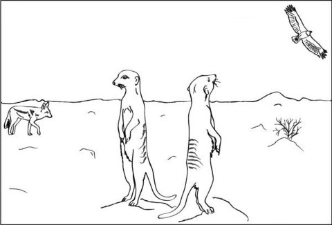 Two Meerkats Coloring Page